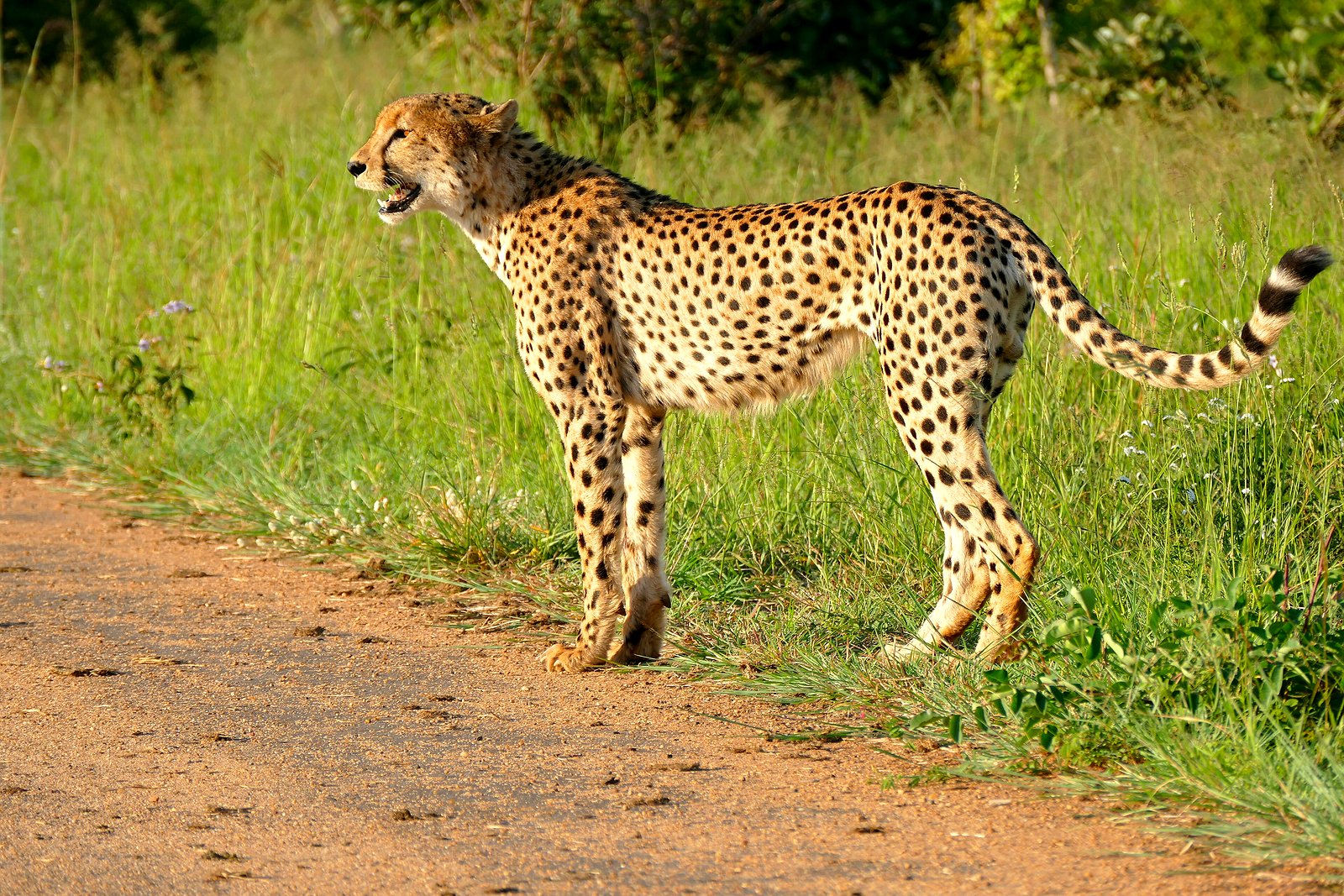 A cheetah in the open grassland of Phinda Private Game Reserve