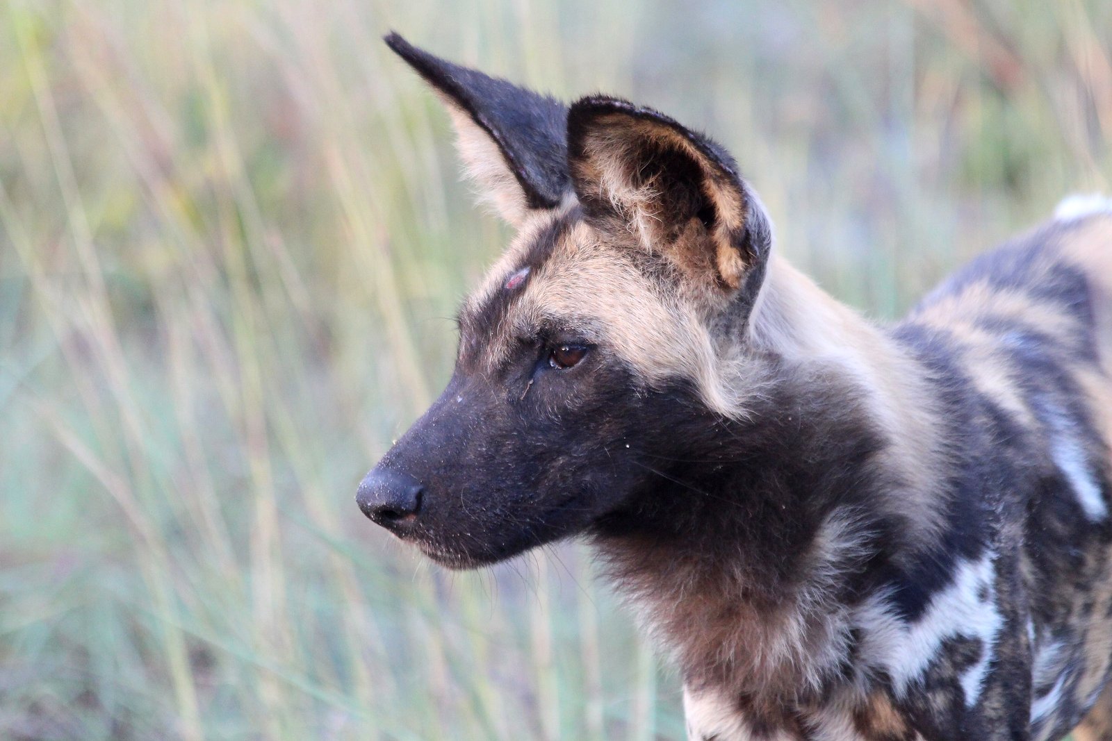 A pack of endangered African wild dog in Phinda Private Game Reserve