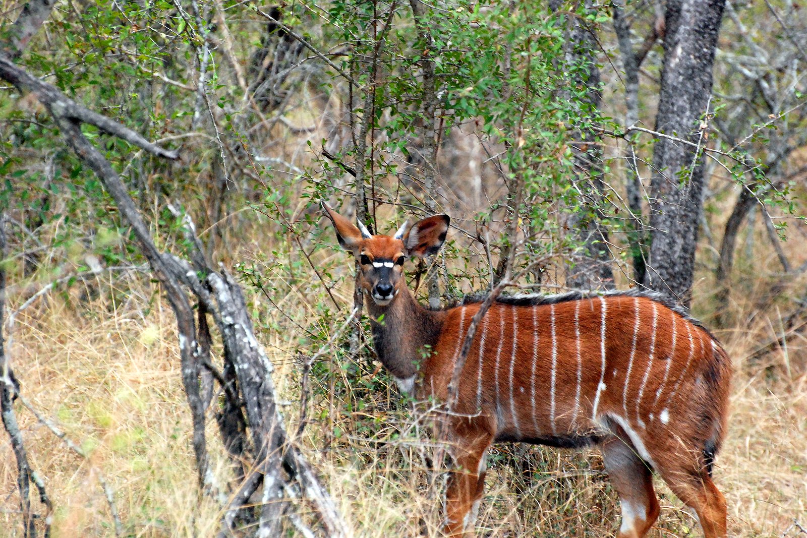 A nyala antelope in the woodland of Phinda Private Game Reserve