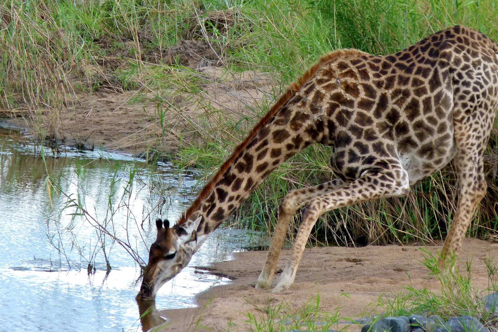 Giraffe drinking at a Phinda waterhole — part of the restored floodplain grassland ecosystem