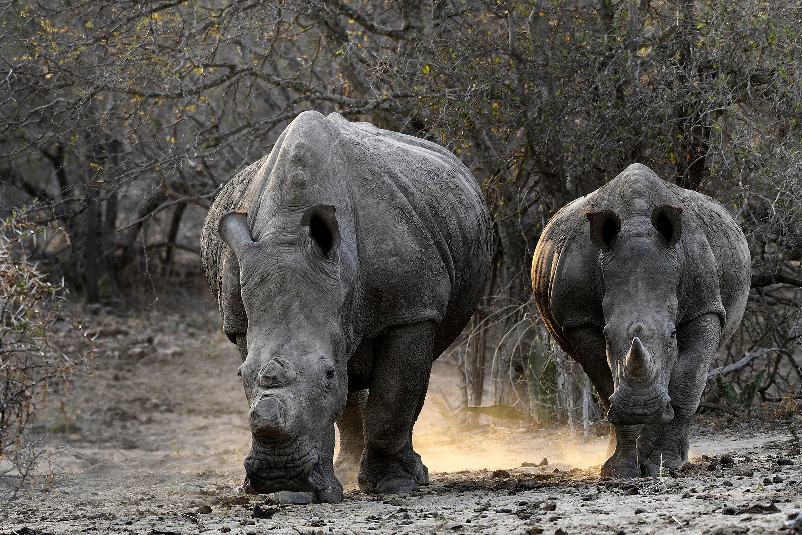 Two white rhino grazing in Phinda Private Game Reserve