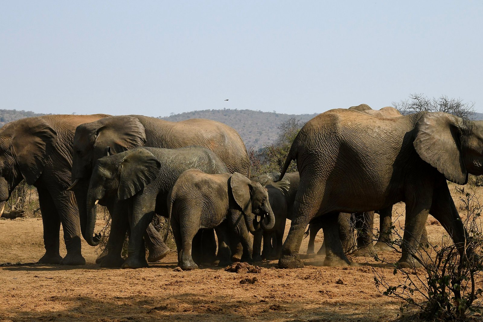 A herd of elephant in Phinda Private Game Reserve