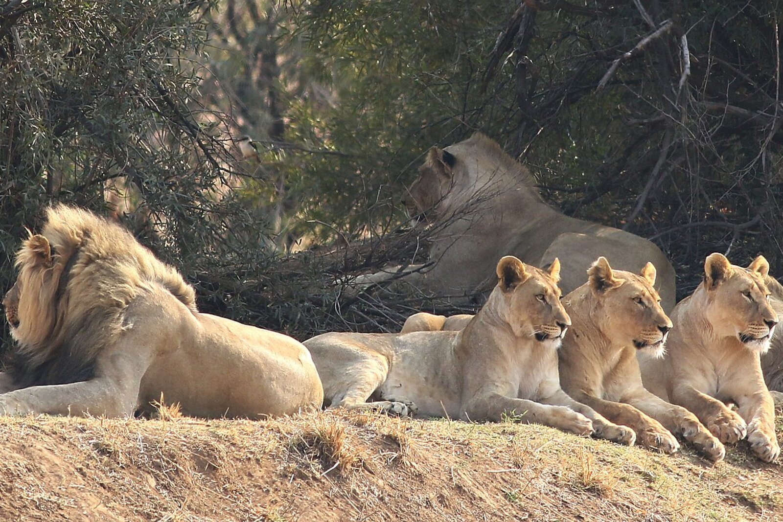 Pilanesberg Luxury Safari & Sun City