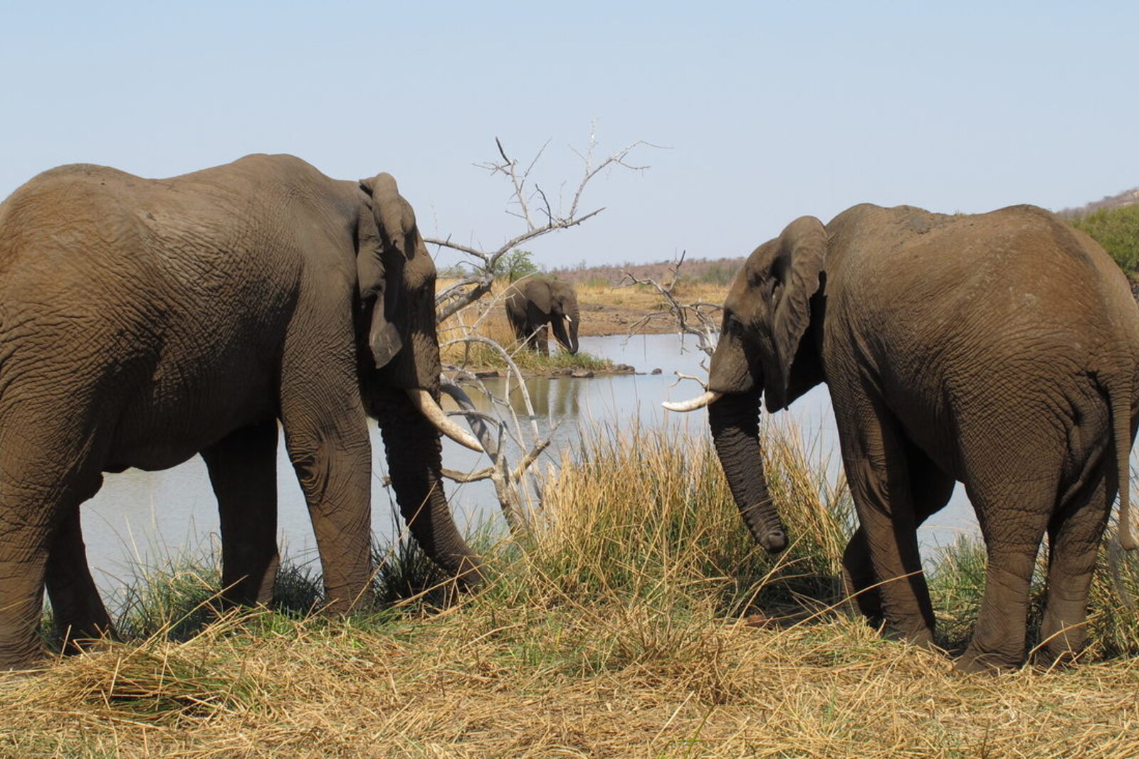 Elephants drinking at Mankwe Dam in Pilanesberg