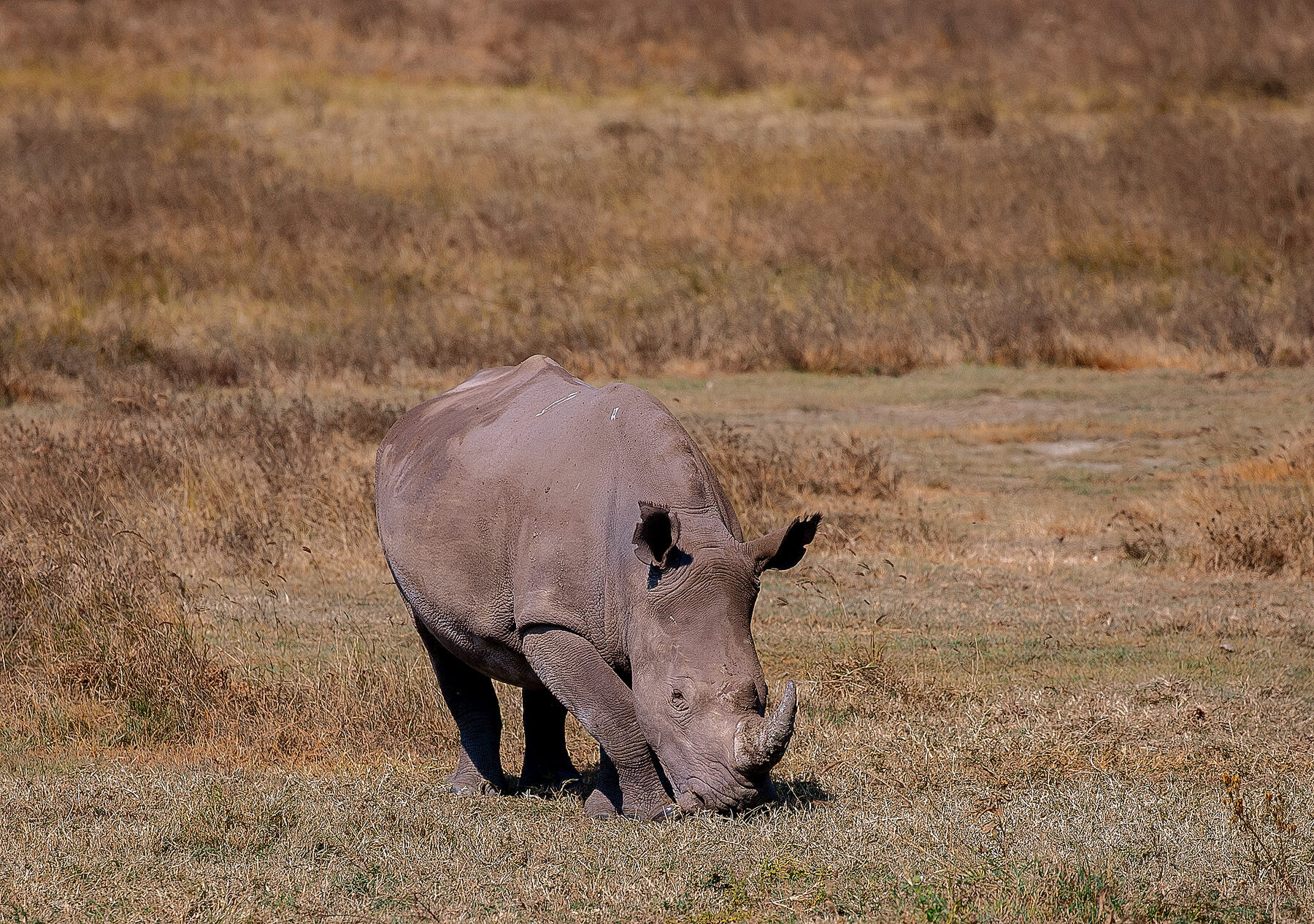 White rhinoceros grazing on the plains of Pilanesberg National Park with volcanic hills in the distance