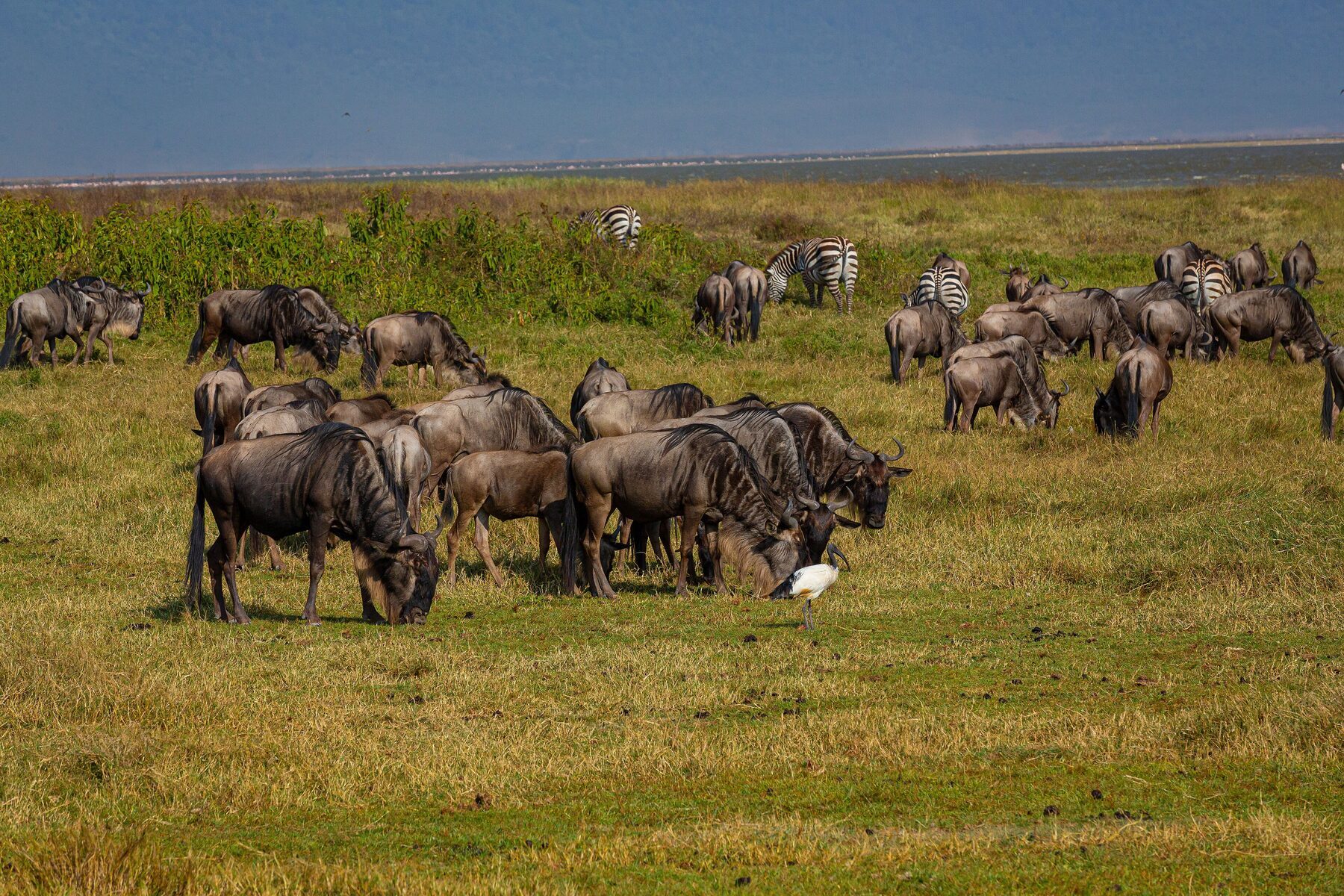 Large buffalo herd grazing on the grasslands of Pilanesberg National Park