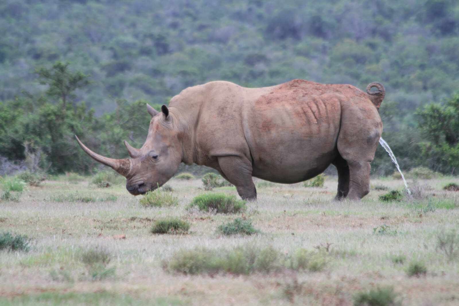 A white rhino and calf in open bush on the Phinda Private Game Reserve Safari