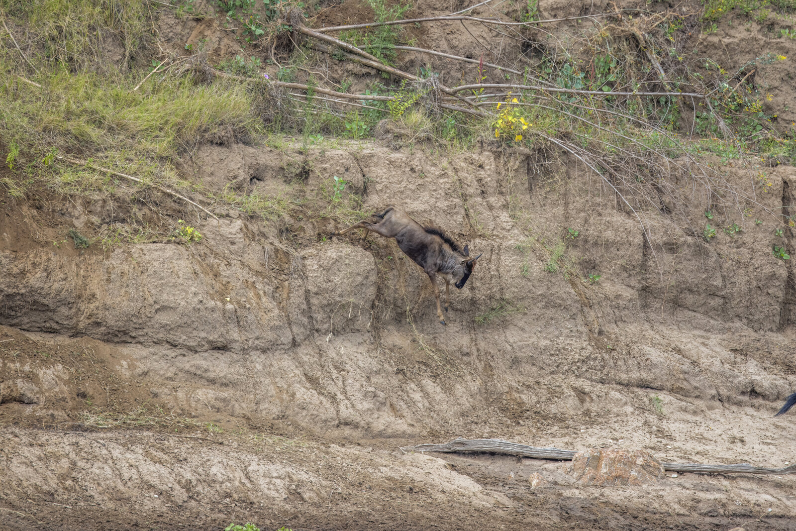 Great herds crossing the plains on the Serengeti Private Migration Safari
