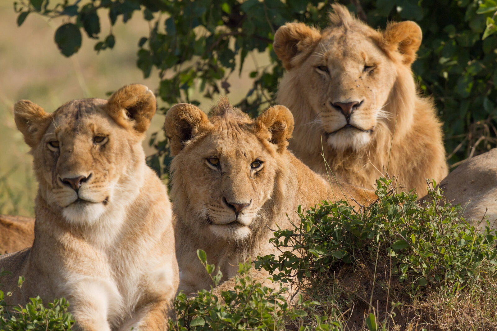 A lion pride on the plains on the Kenya Private Samburu and Masai Mara Safari