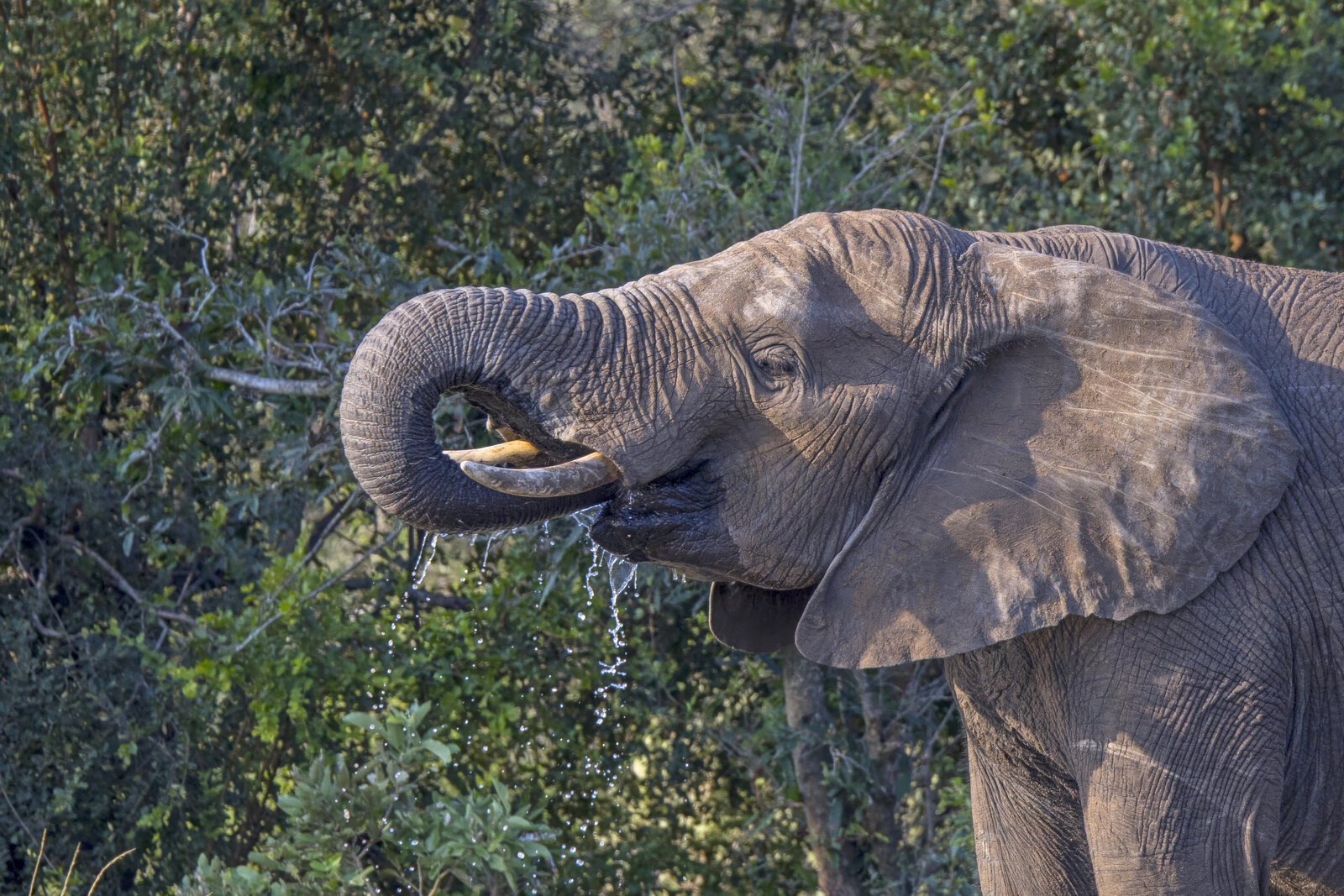An elephant herd at a waterhole on the Big Five Private Luxury Safari