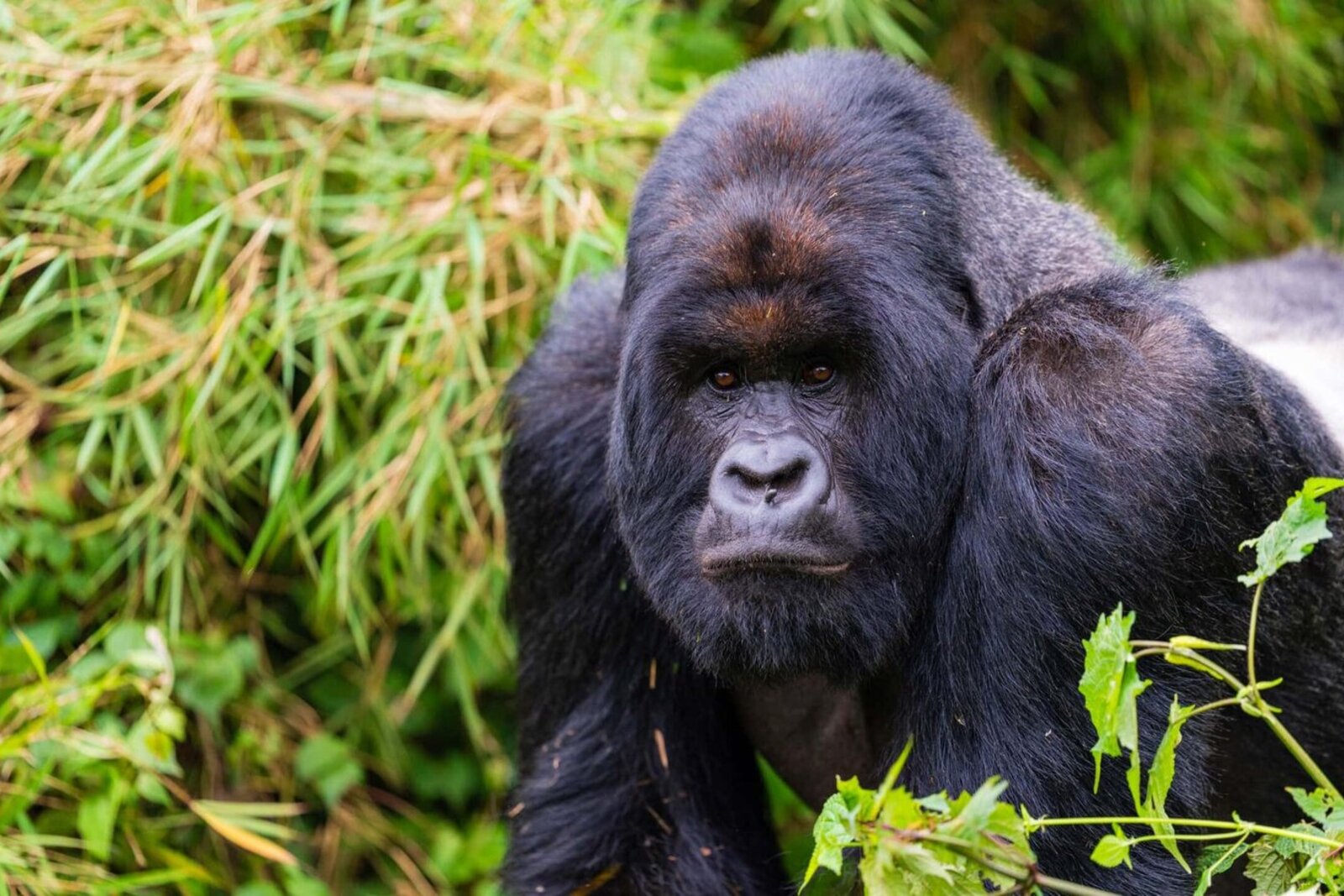A silverback mountain gorilla in the misty forest of the Albertine Rift