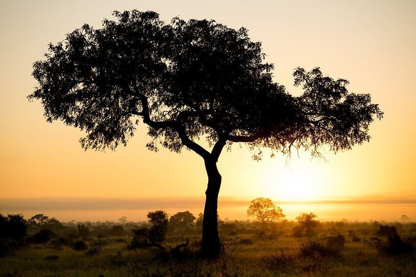 Lone acacia at sunset on a private Kenya conservancy