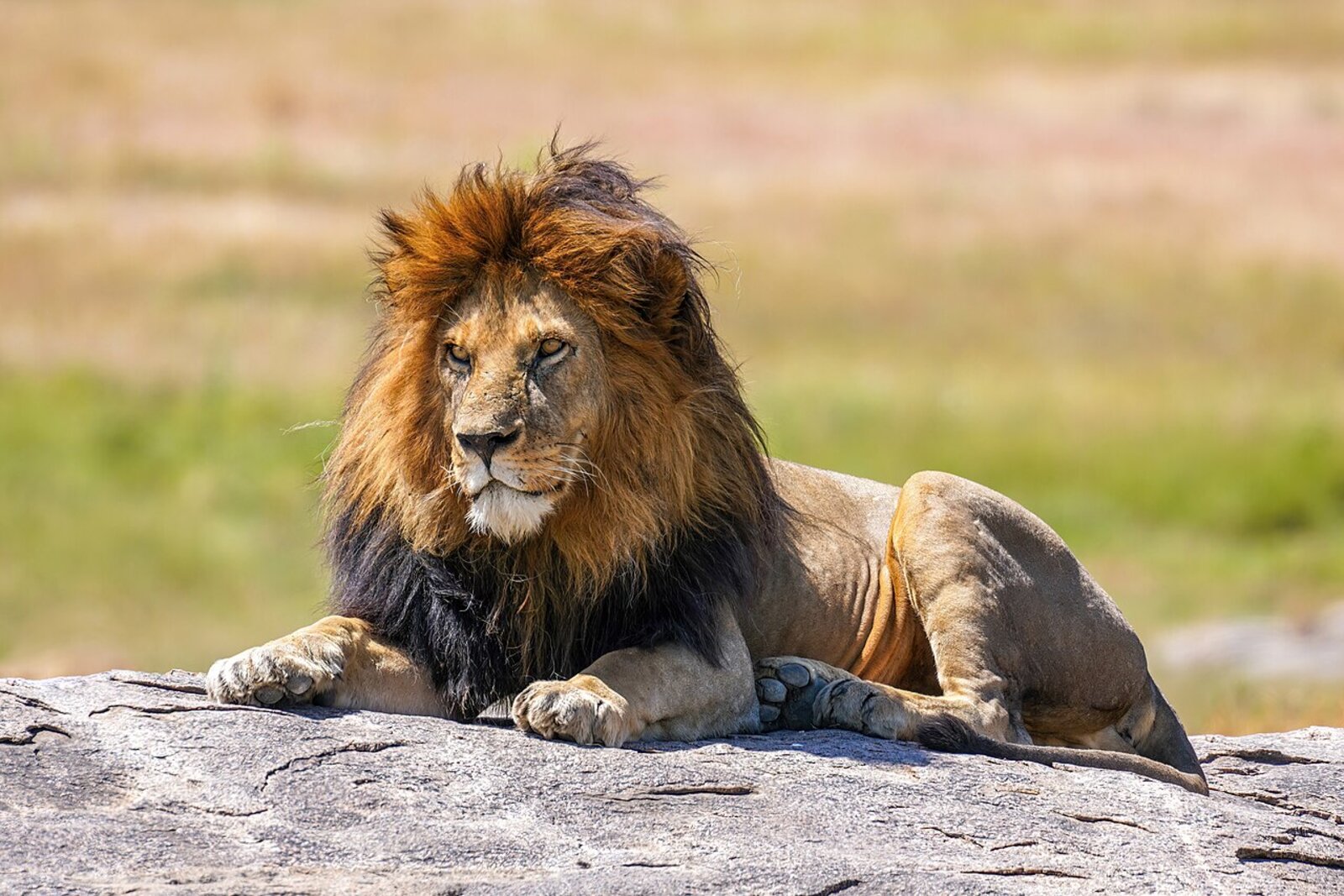 A lion at golden hour on a private malaria-free Big Five reserve near the Garden Route
