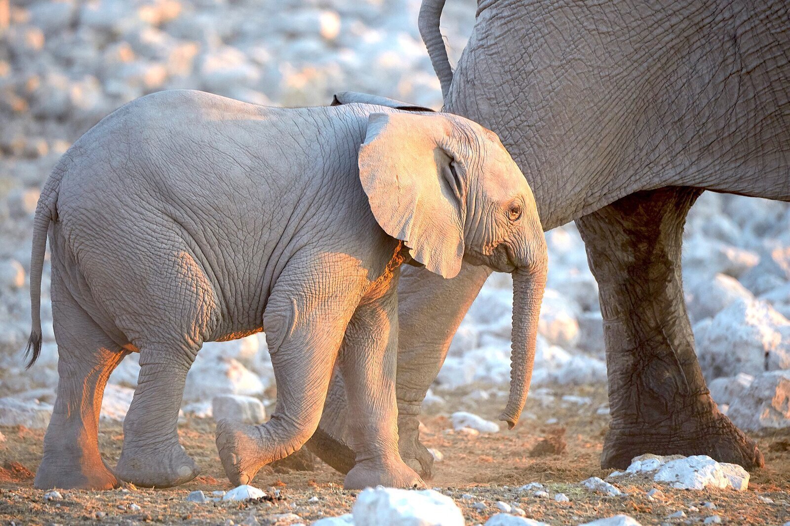 Etosha National Park — Namibia