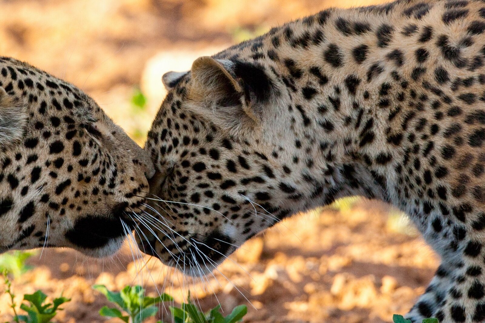 Damaraland — Namibia