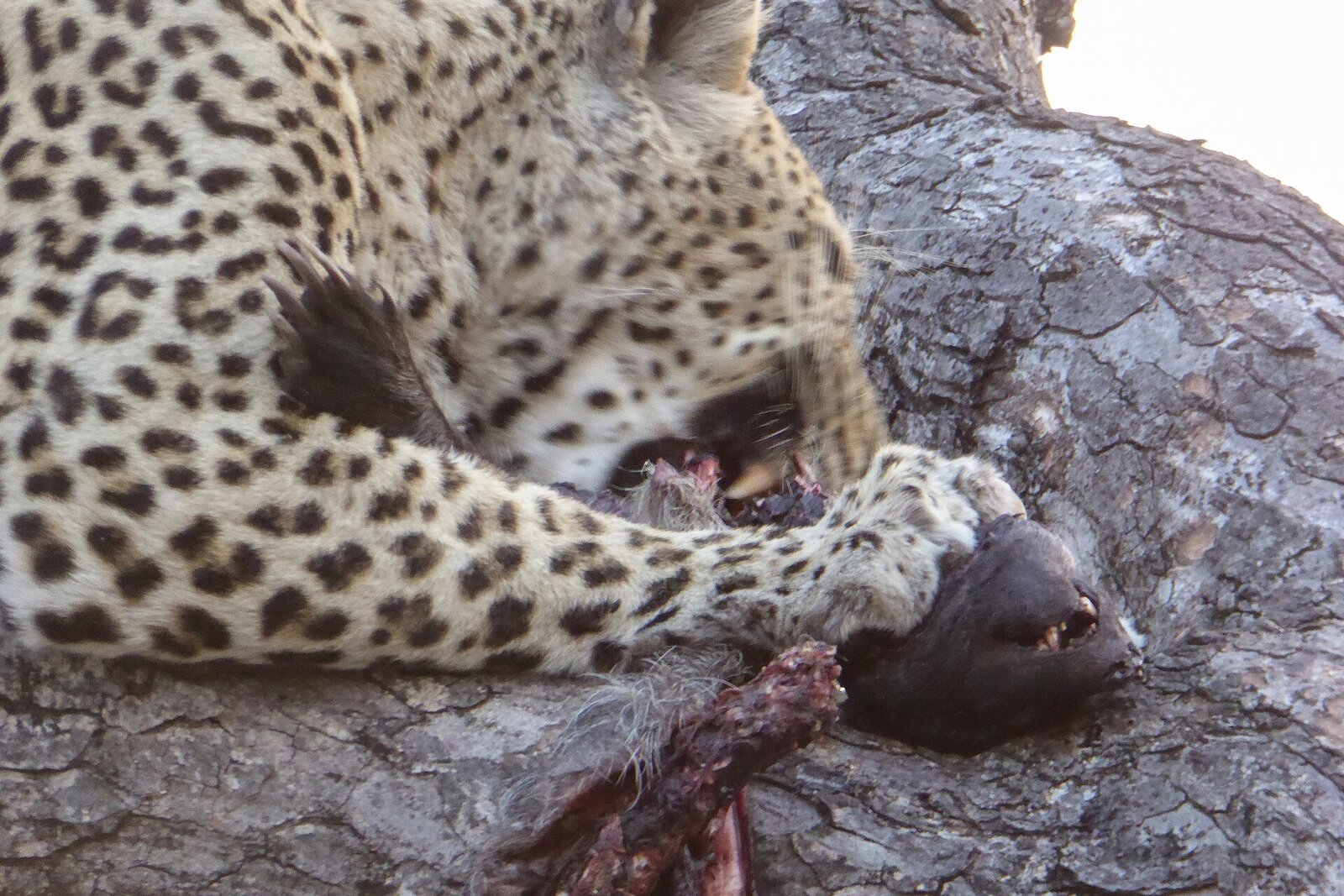 A relaxed leopard in the Sabi Sand, the star of a premium South Africa safari package