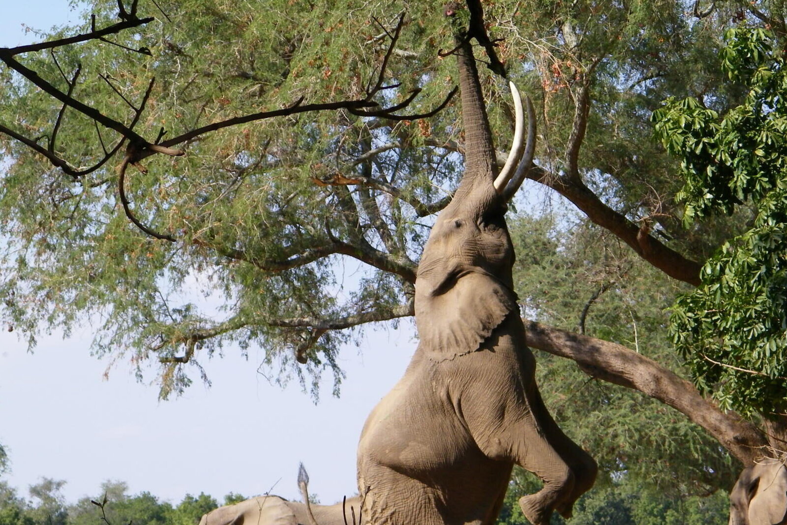 Mana Pools National Park — Zimbabwe