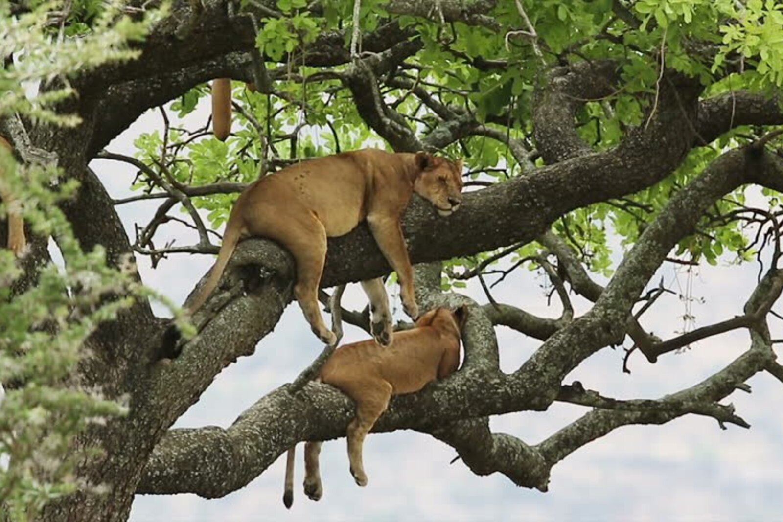 Matobo Hills — Zimbabwe