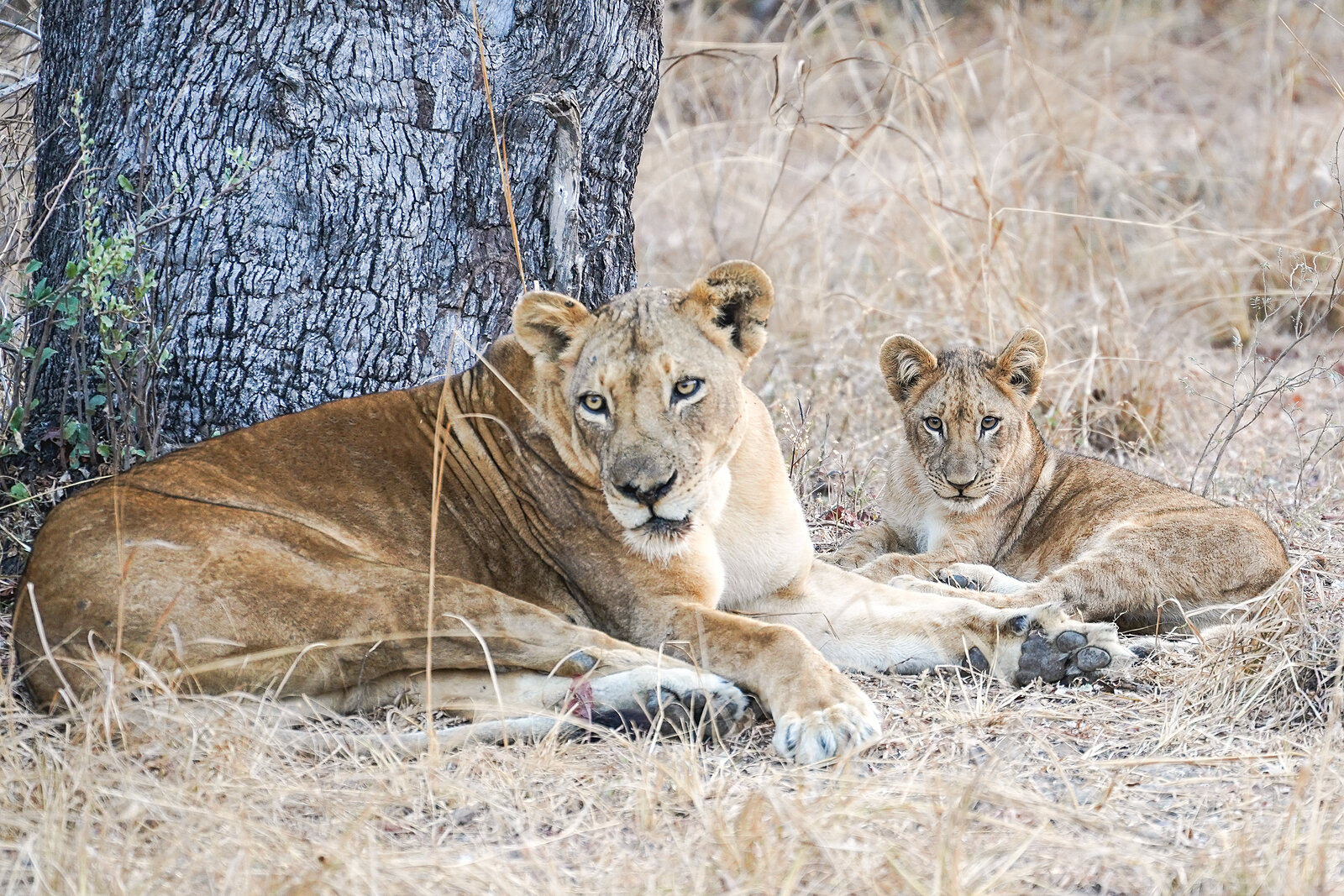 A lioness and her cub rest near camp