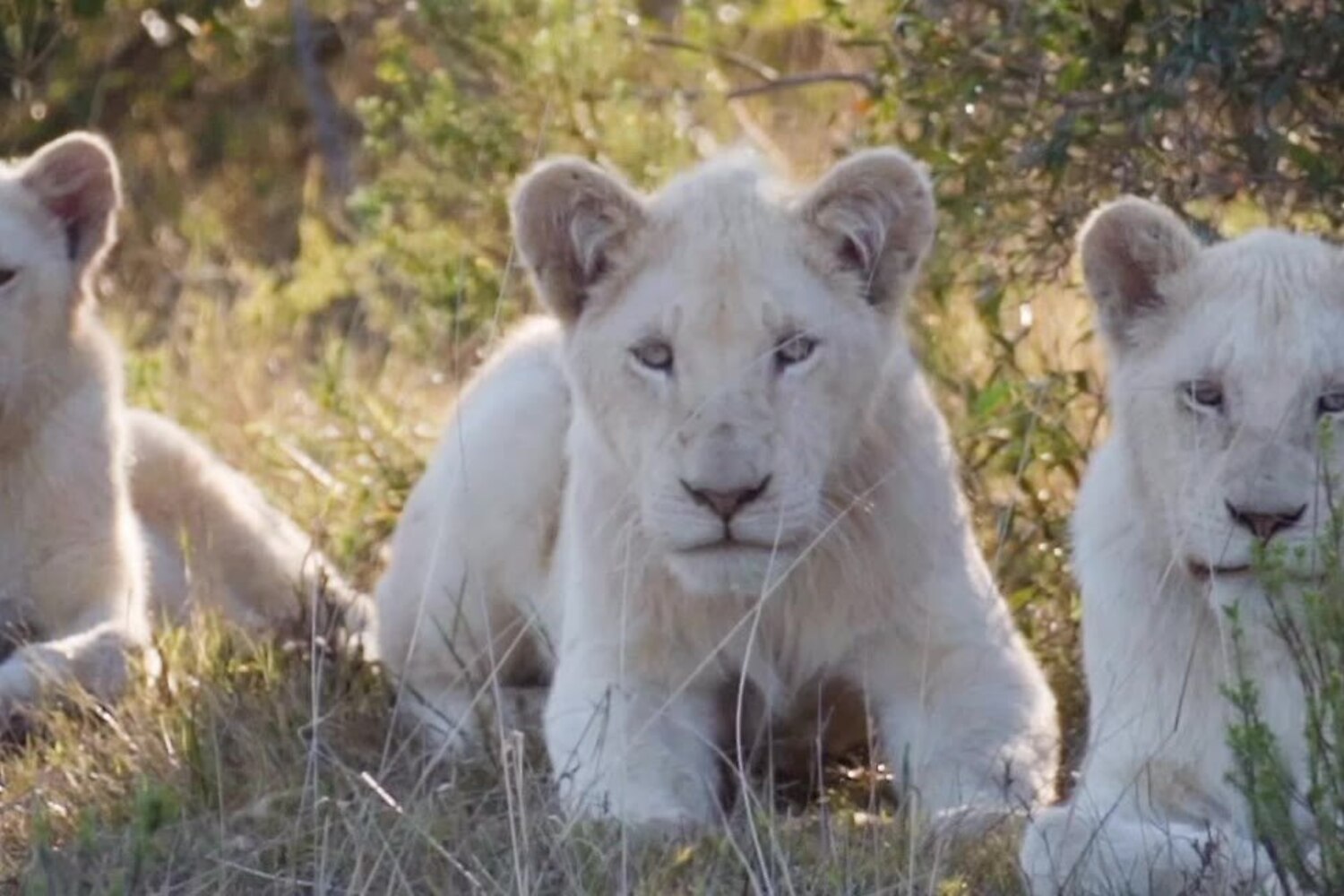 White lion cubs at Pumba Private Game Reserve in the Eastern Cape