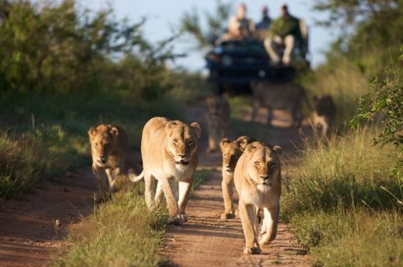 A boat safari on the Kazinga Channel — hippos, elephants and crocodiles line the banks in one of Africa's greatest wildlife concentrations