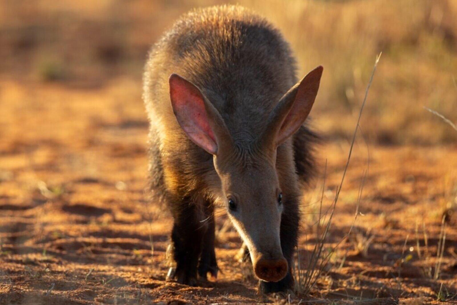 Aardvark foraging on red Kalahari sand at golden light