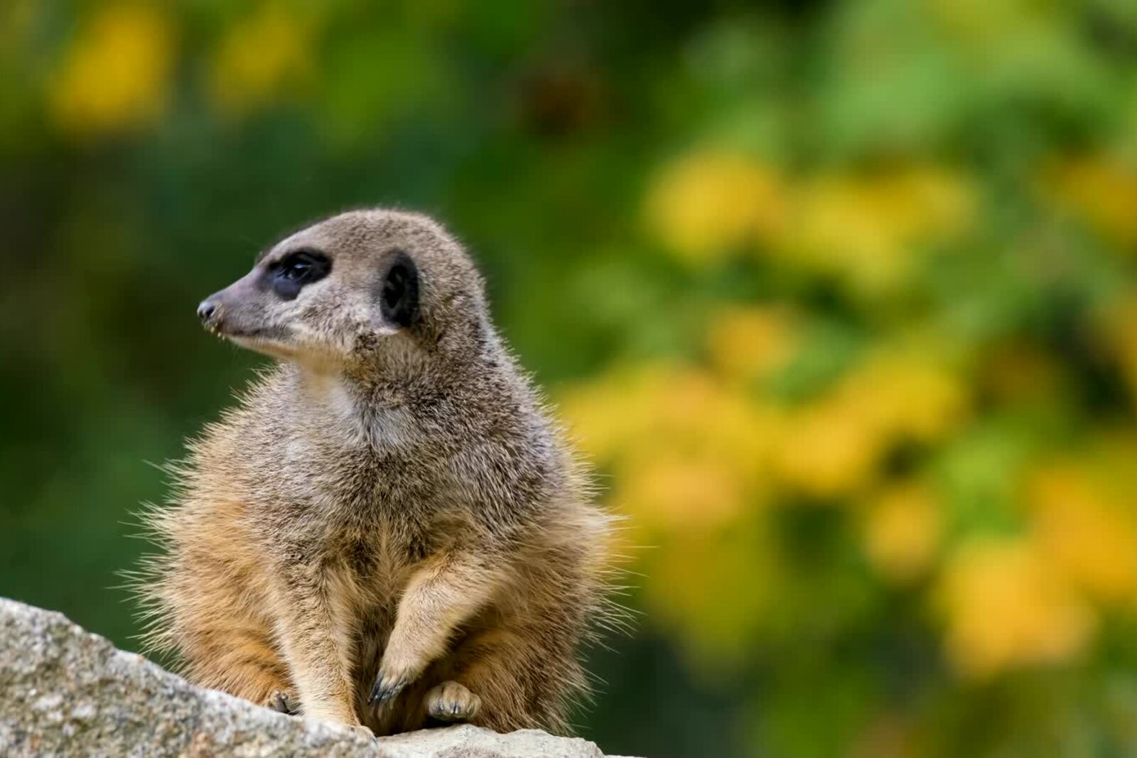 Meerkat standing sentinel on a rock in golden light
