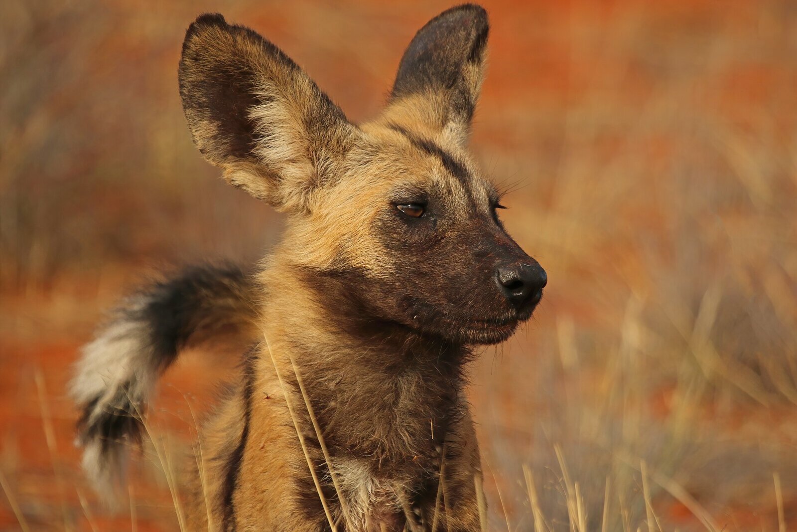 African wild dog portrait showing painted coat and rounded ears