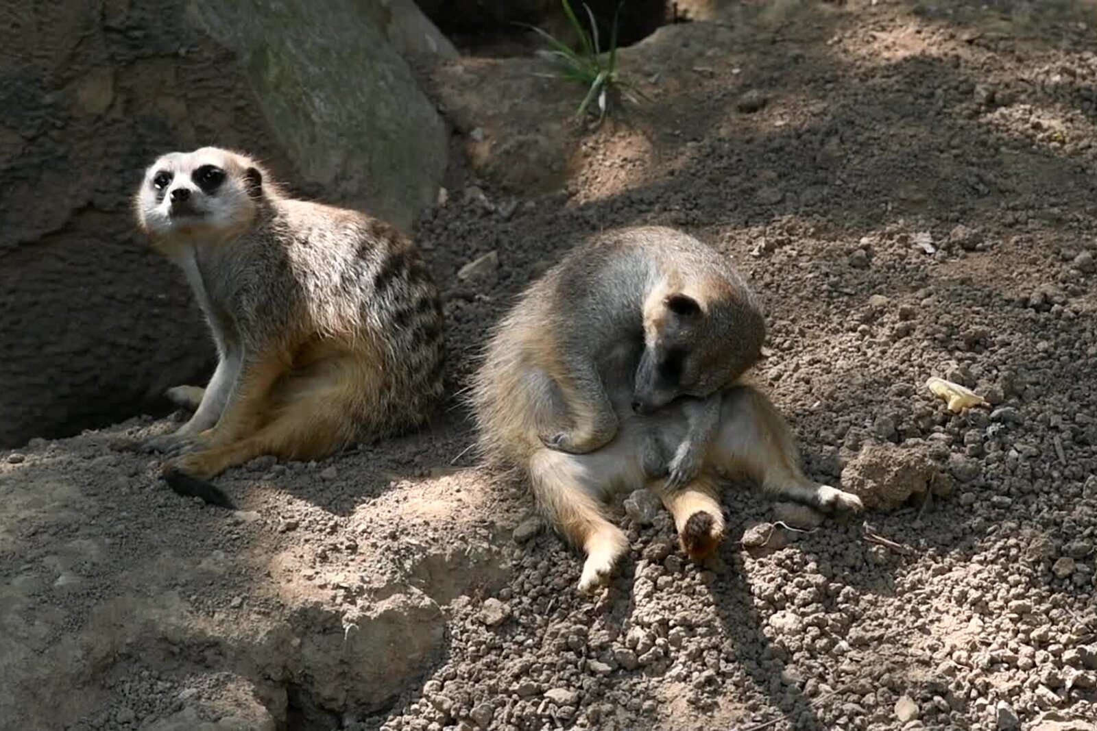 Two meerkats on a sandy mound in the morning sun