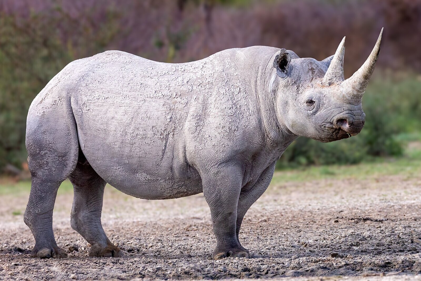 Black rhino with two horns and hooked prehensile lip standing in open ground