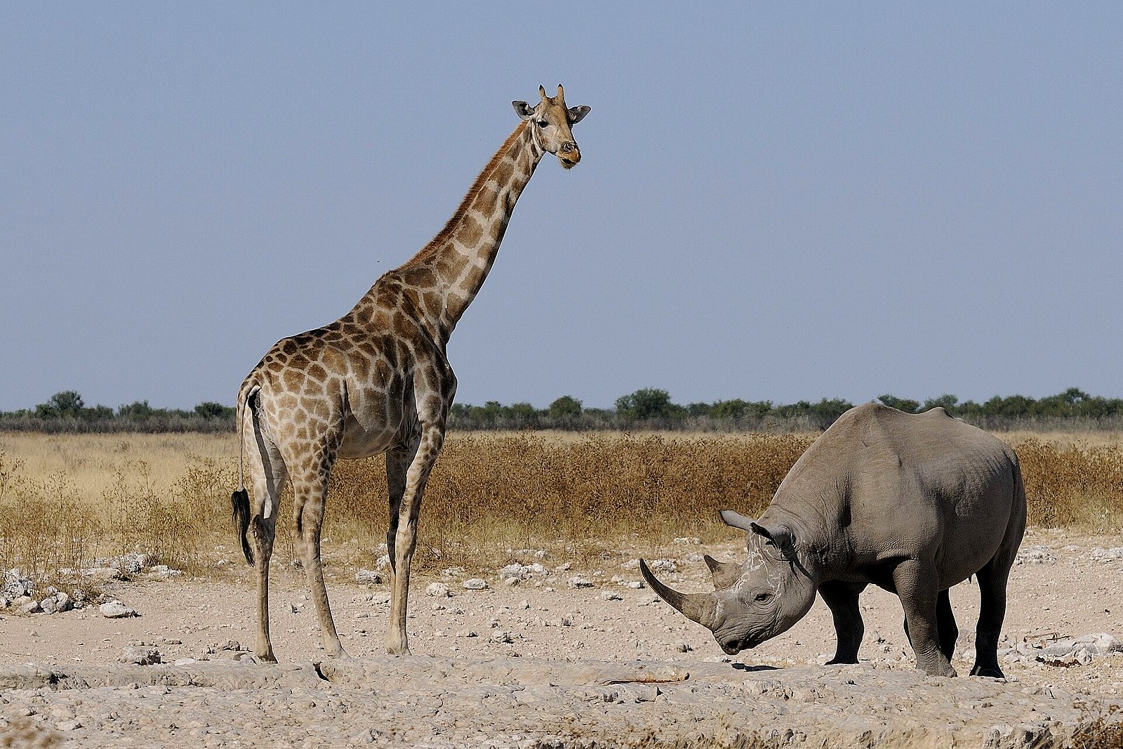Desert-adapted black rhino tracked on foot in Damaraland, Namibia