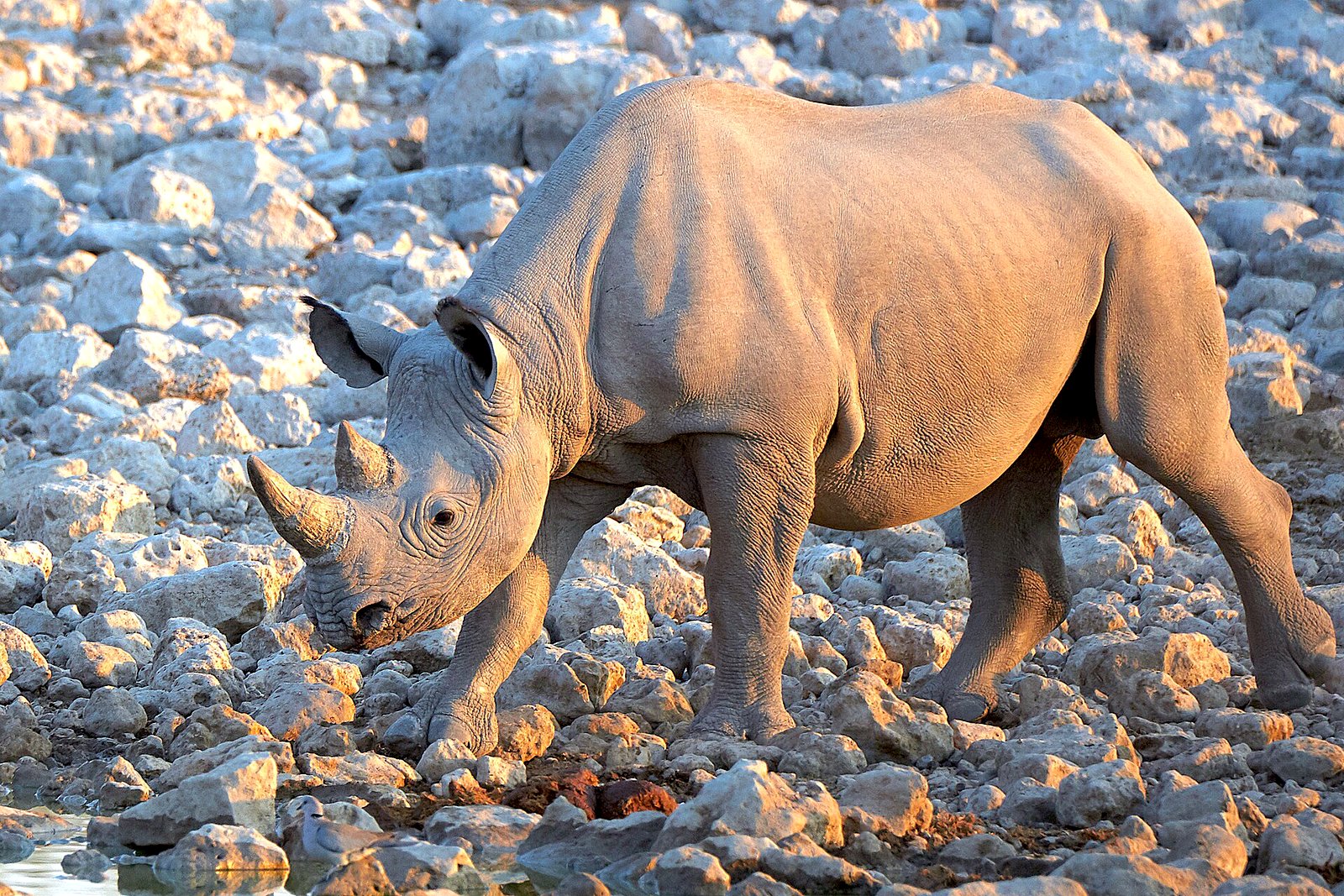 Tracking black rhino on foot in Damaraland's rocky terrain