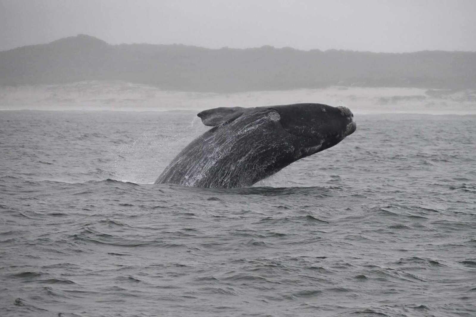 A southern right whale breaching off the Overberg whale coast near Hermanus