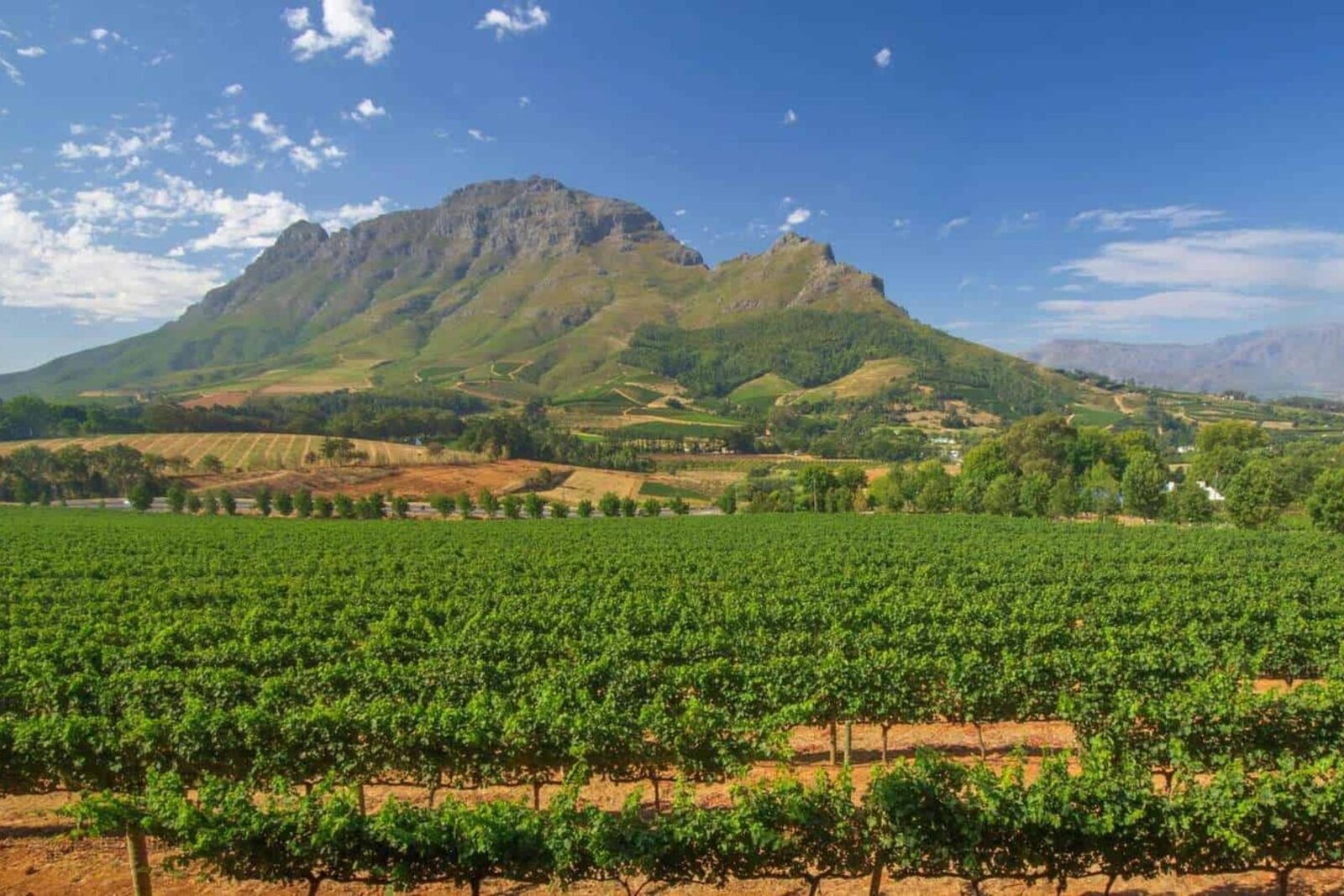 A vineyard and cellar against mountains at golden hour on Route 62 in the Klein Karoo