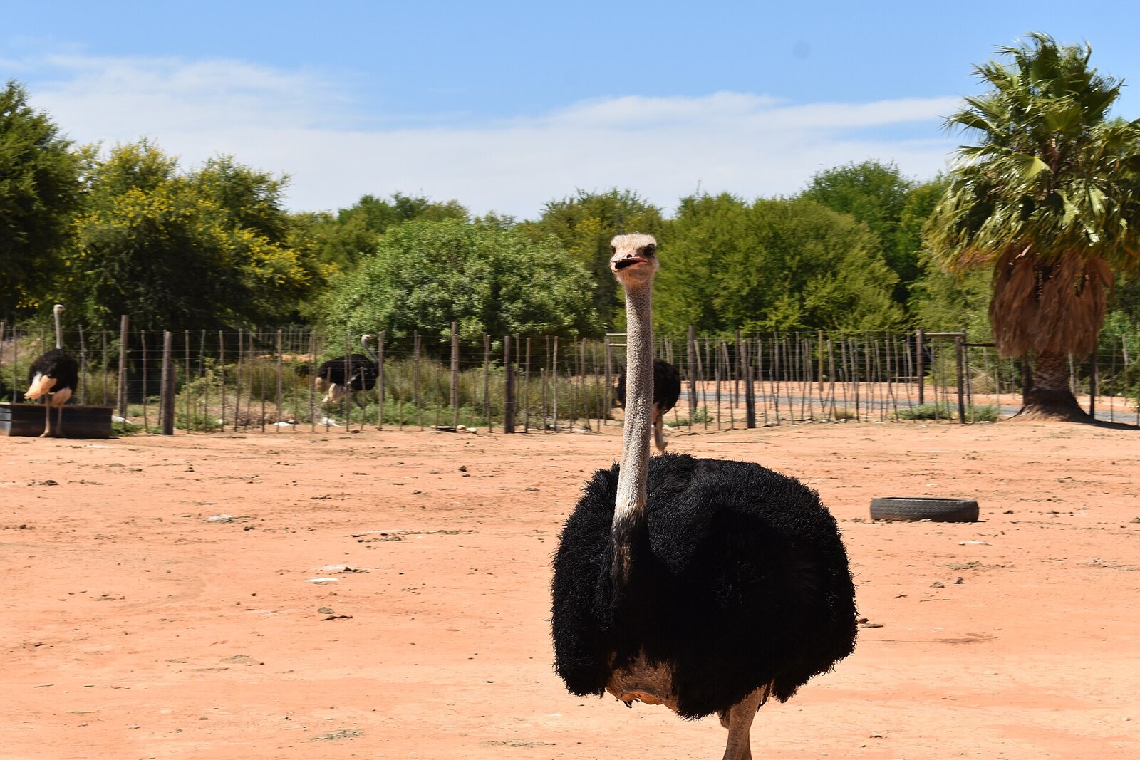 Ostriches on a farm near Oudtshoorn on Route 62 in the Klein Karoo