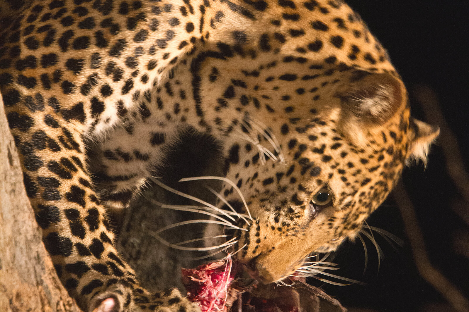 A leopard at rest in the heat of the day