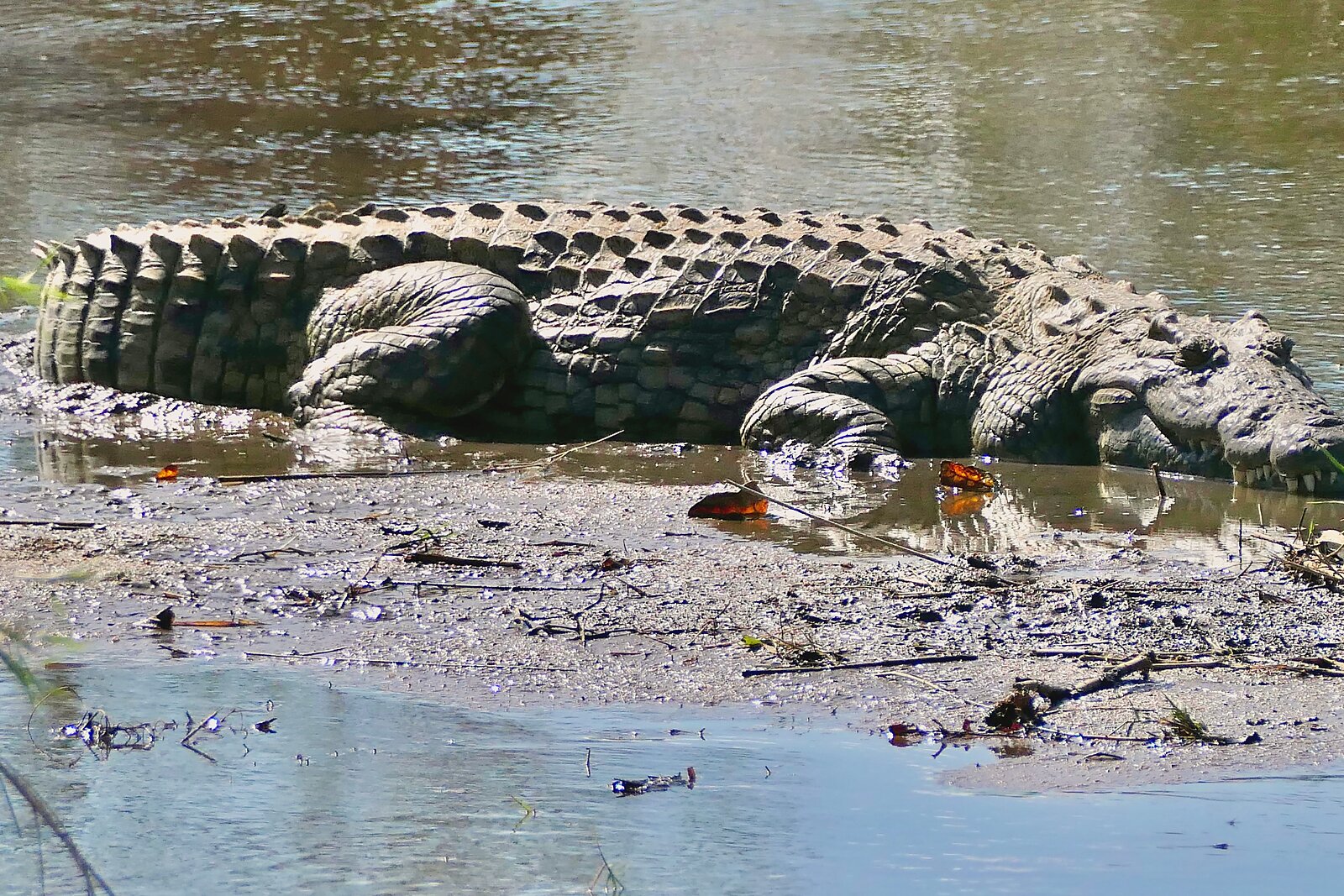 A large Nile crocodile basking on the banks of the Zambezi River in the Lower Zambezi, Zambia