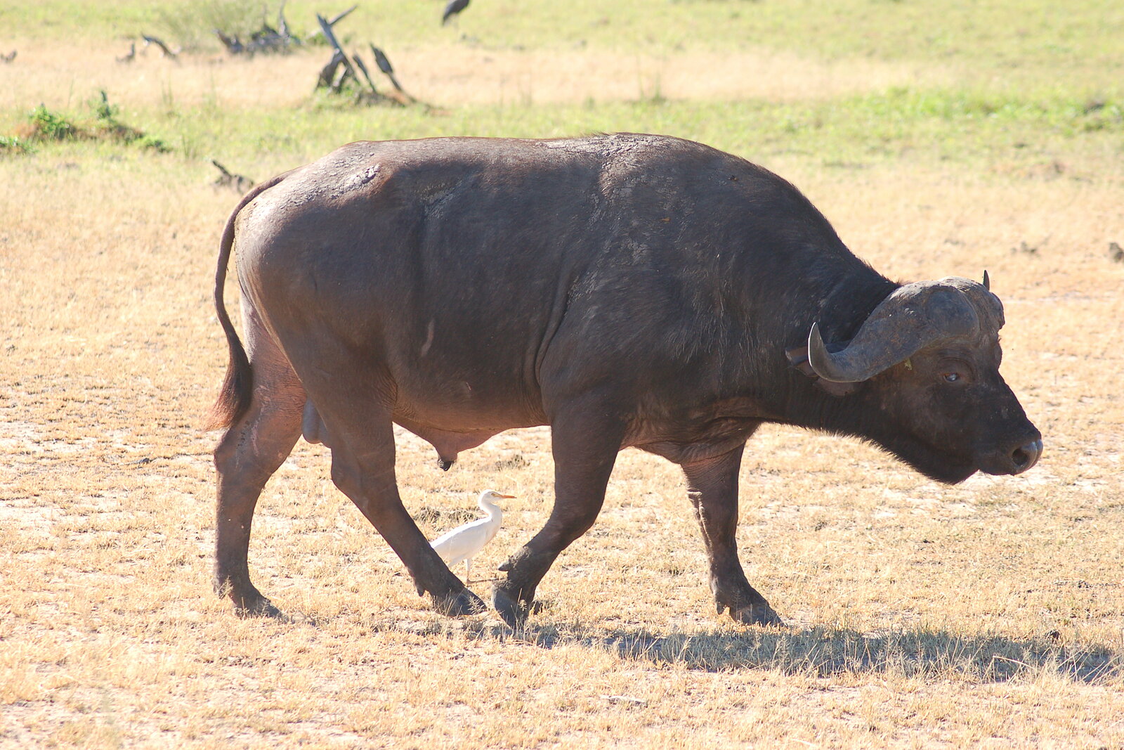A herd of buffalo on the Zambezi floodplain in the Lower Zambezi, Zambia