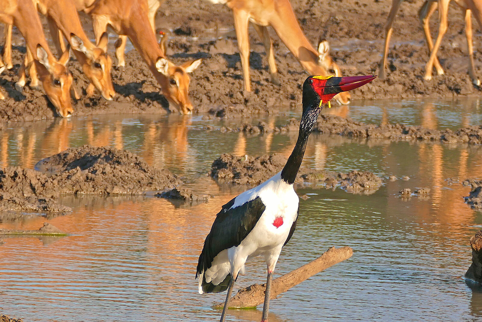 A saddle-billed stork at a Lower Zambezi waterhole