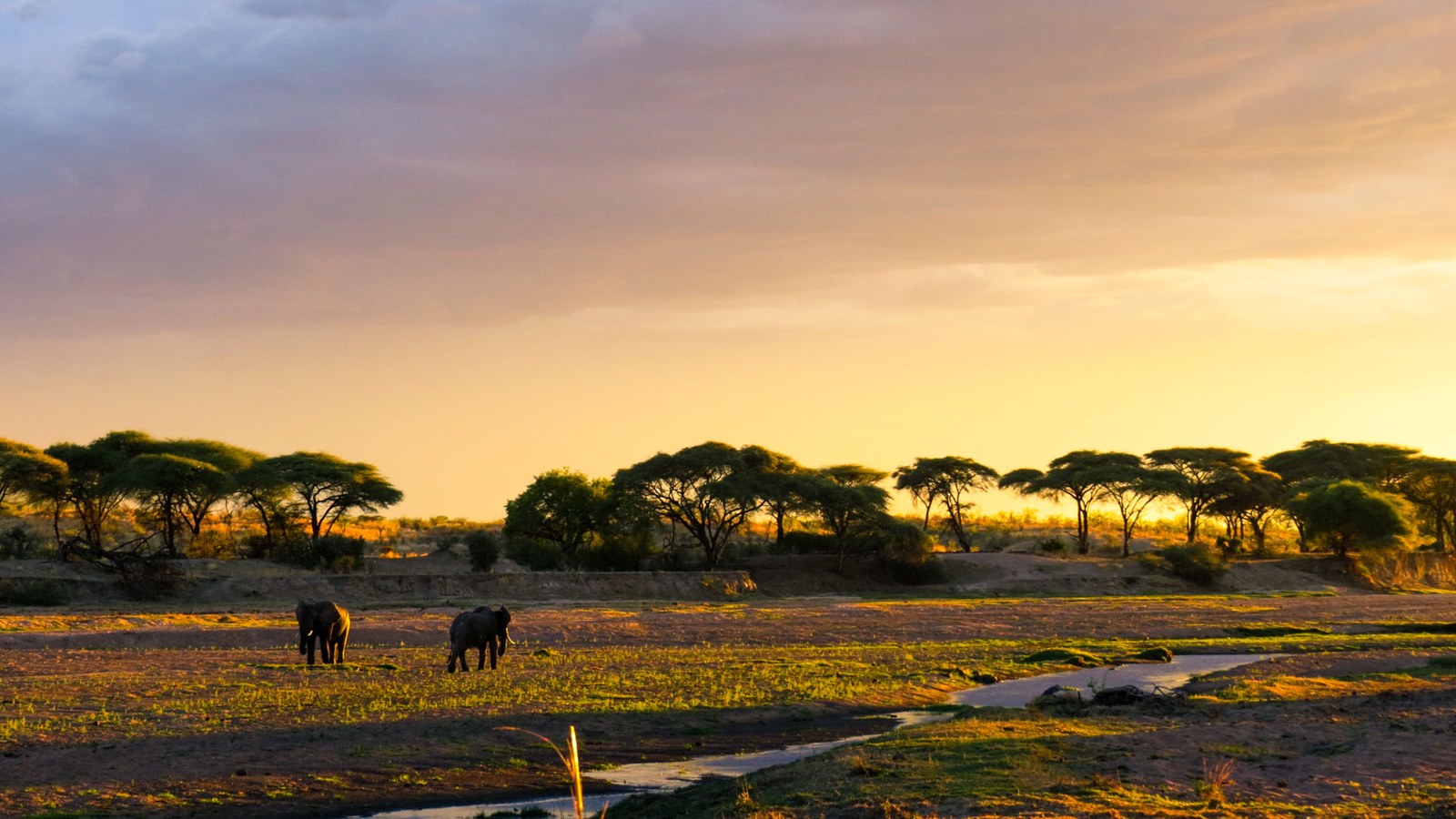 Big-game country on the open plains of Ruaha at dusk