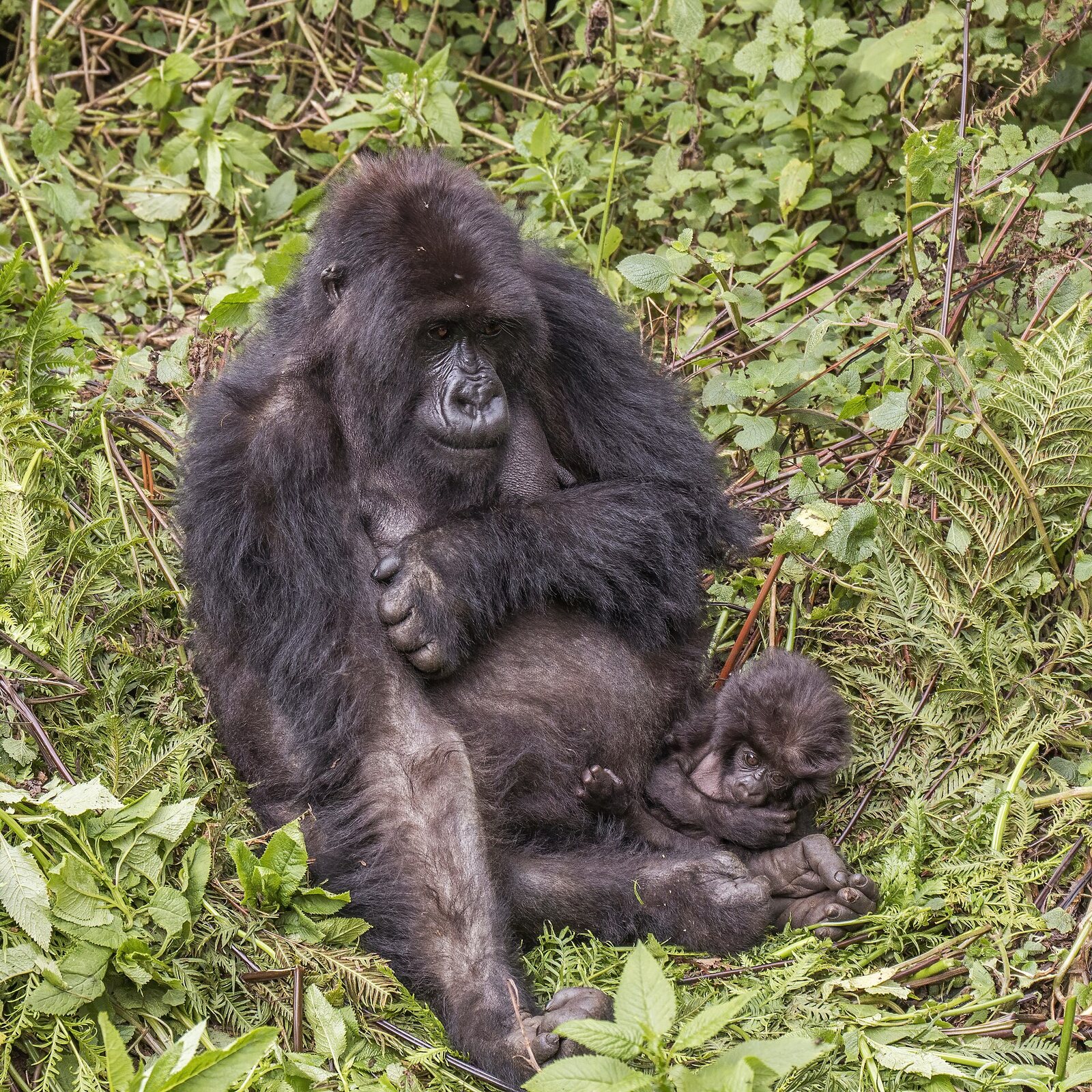 Mountain gorilla mother and baby in Volcanoes National Park, a highlight of Rwanda safari packages