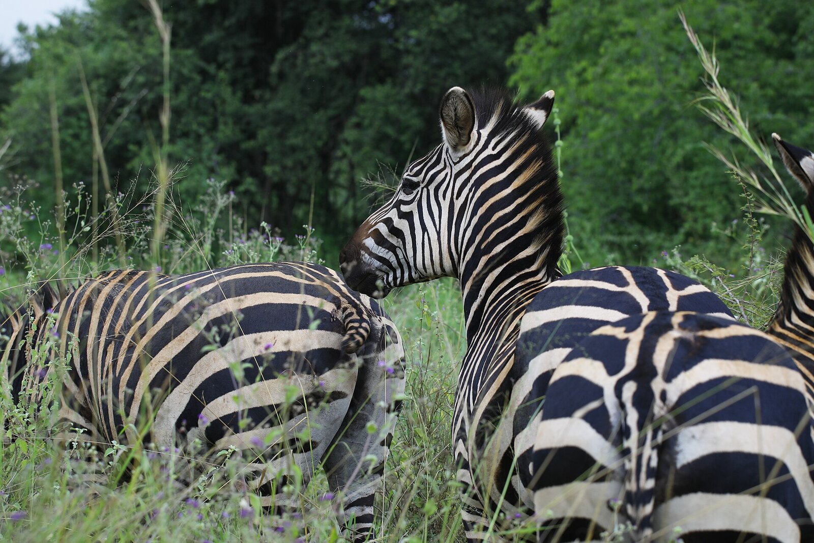 Zebra on the savannah of Akagera National Park, Rwanda
