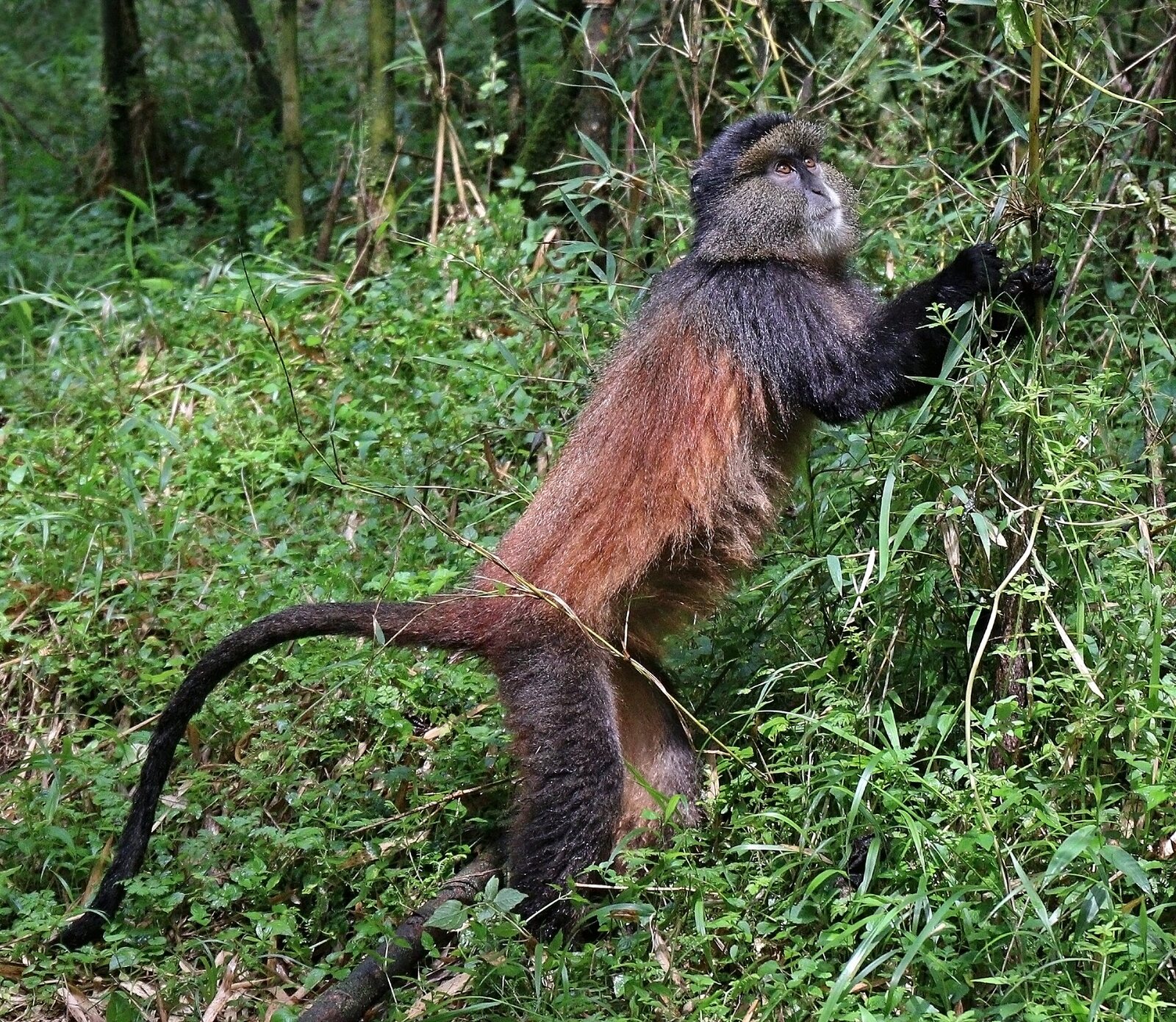 Golden monkey in the bamboo of Volcanoes National Park, Rwanda