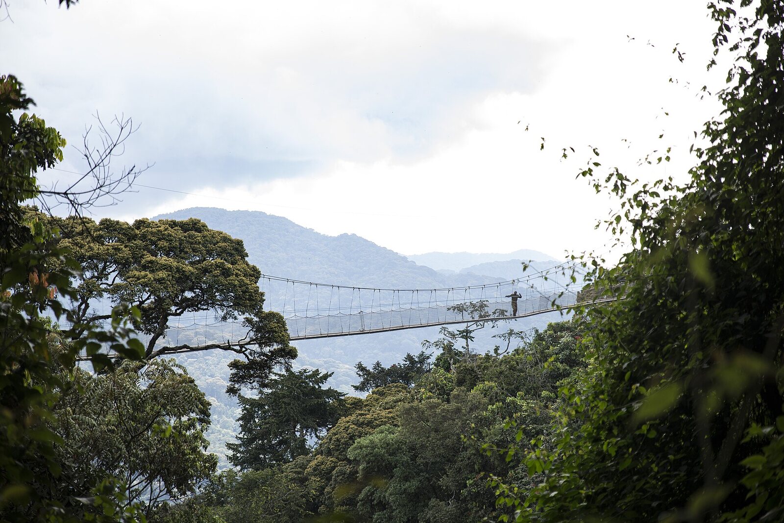 Suspended canopy walkway high above the rainforest in Nyungwe Forest National Park, Rwanda