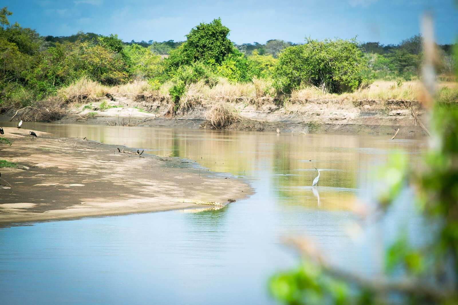A boat safari on the mangrove-lined Wami River in Saadani National Park, with a waterbird on the bank