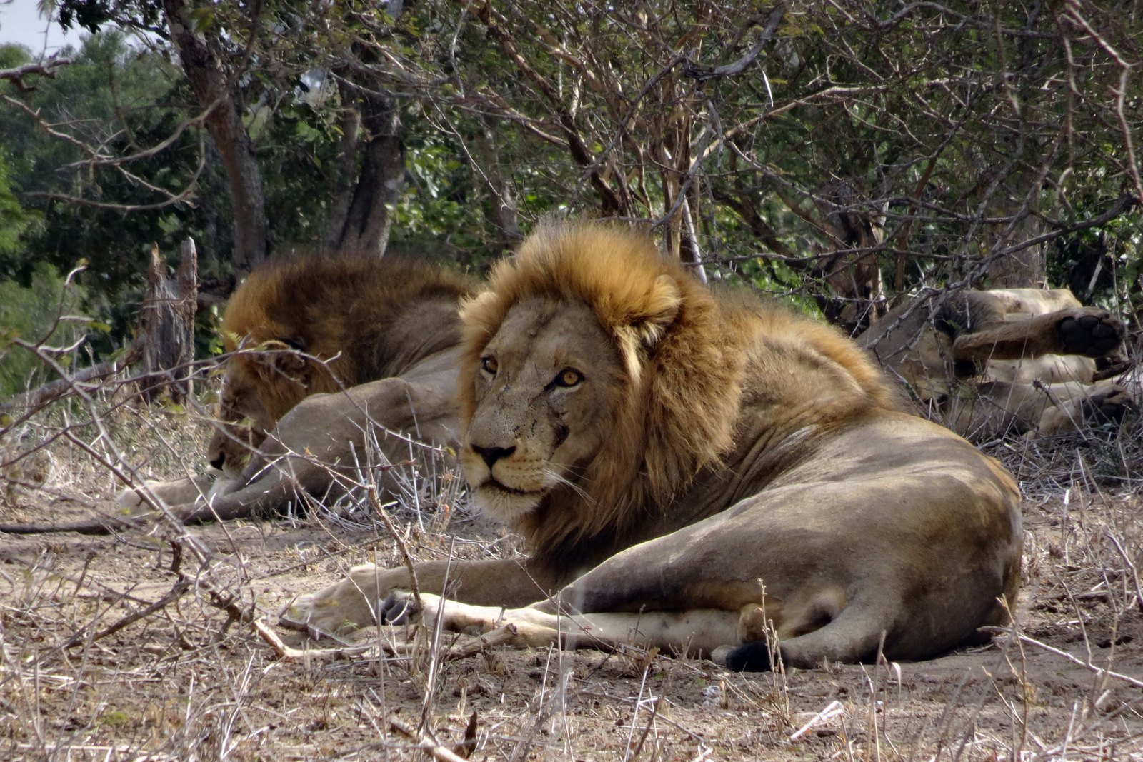 Lion pride resting in the Sabi Sands at dusk