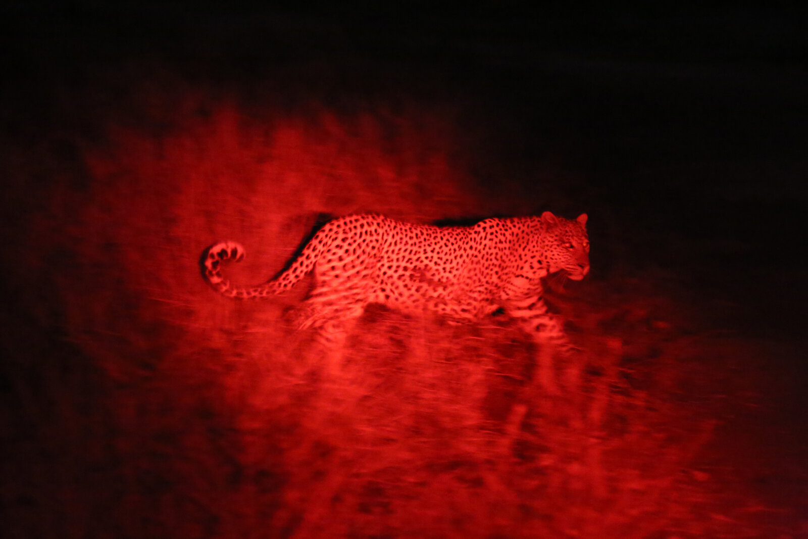 Night drive with spotlight in the Sabi Sands
