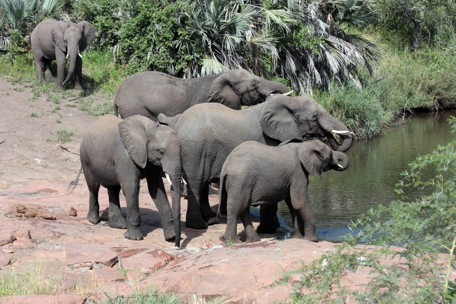 Elephant herd in the Sabi Sands private reserve