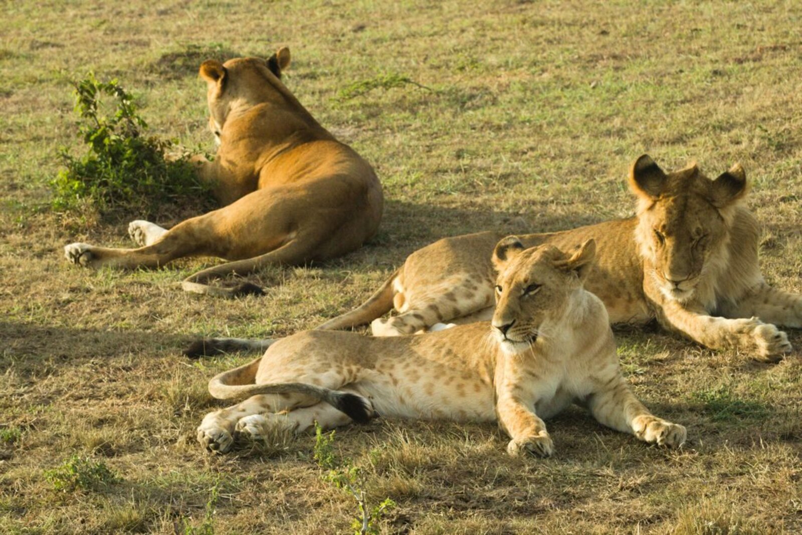 Lion pride at waterhole Sabi Sands dry season