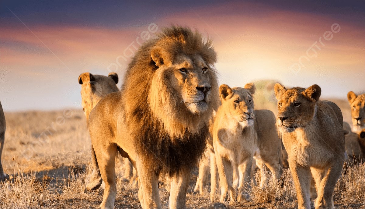 Night game drive with spotlight in Sabi Sands